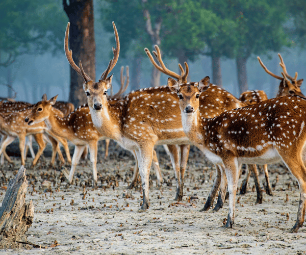 1 Day Sundarban Tour