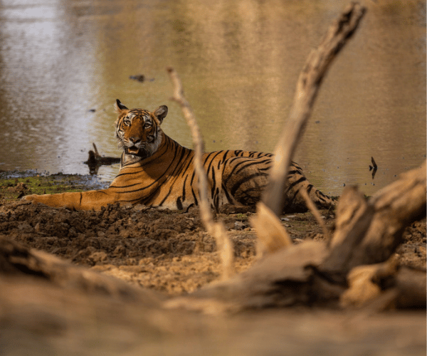 2 Days Sundarban Tour