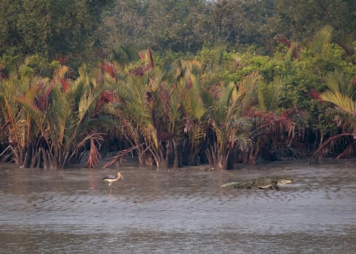 Sundarban Bokra Bon